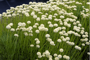 Des images de diff�rentes plantes